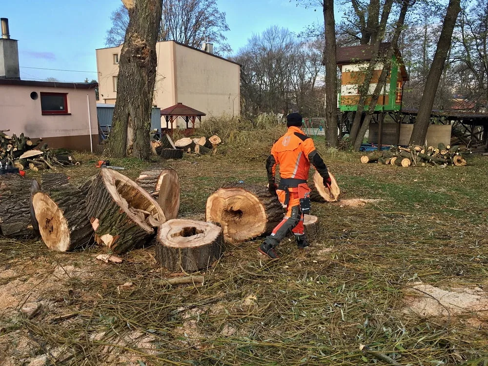 nachylony pień drzewa przed ścięciem