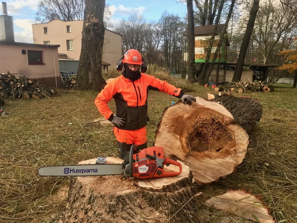 pilarz po wycince spróchniałego drzewa