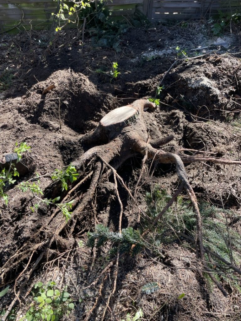 wycinka drzew Katowice